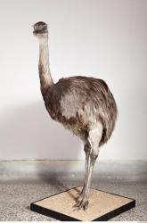 Emus